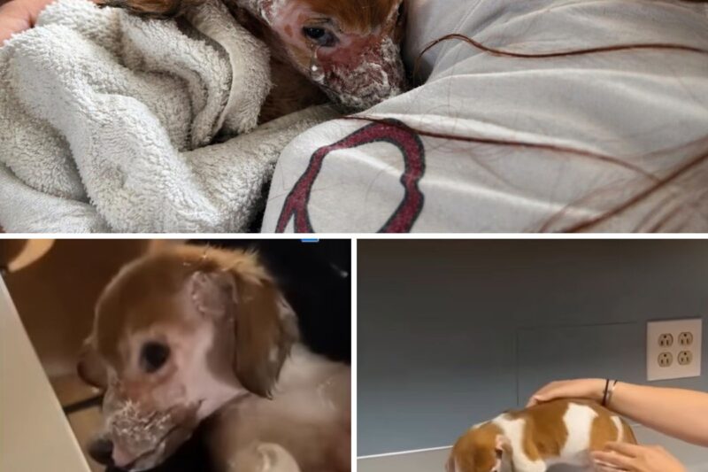 Um cachorrinho moribundo que ninguém conseguia salvar… até que o amor interveio no último instante!