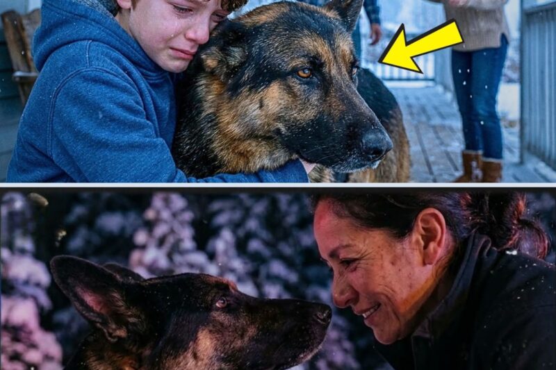 Seus pais se recusaram a deixá-lo ficar com aquele cachorro de rua — então aconteceu algo que ninguém esperava.