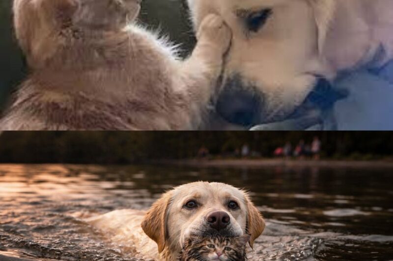 Meu labrador tirou um gatinho de rua da água – e então o relógio de 24 horas começou a contar.