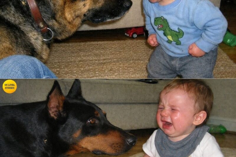 “Se não tivesse sido filmado, ninguém acreditaria no que esse Doberman fez. “