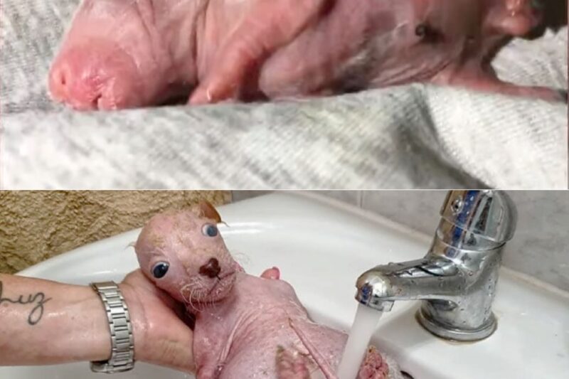 Homem acredita ter salvado um “filhote” – veterinário fica em silêncio ao perceber o que realmente é.