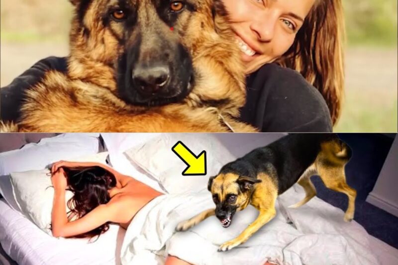 Ela dormia com seu cachorro todas as noites. Meses depois, ela descobre algo terrível!