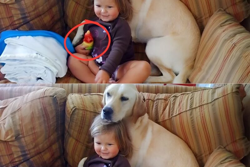 Der Hund wollte nicht vom Rücken des Mädchens weichen – Der Vater instalou uma câmera e abriu o chão.