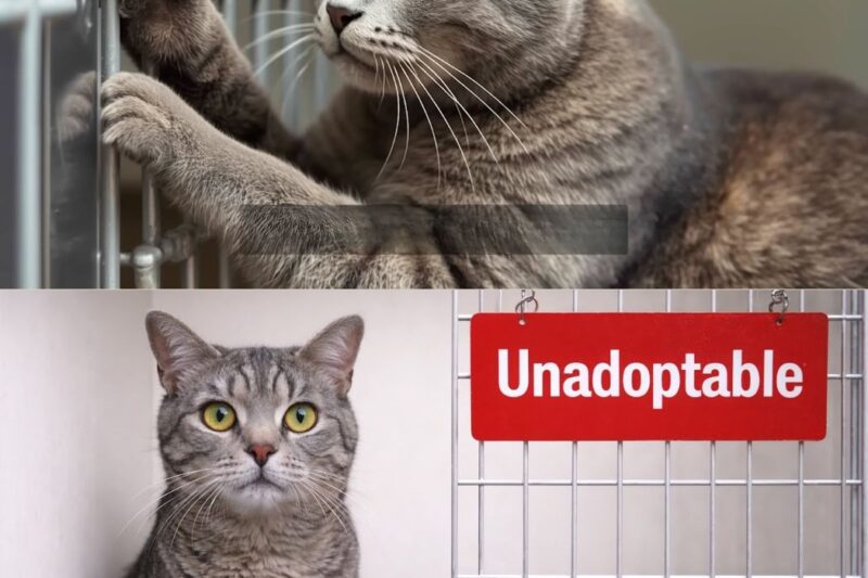 Este gato foi classificado como “inadotável” – um teste de DNA revelou o motivo.