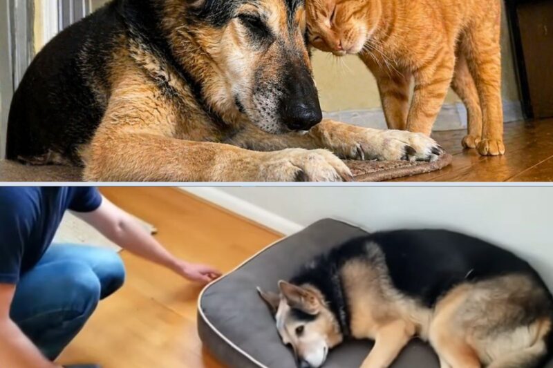 Ele perdeu a irmã e desistiu – então um corajoso gato laranja tentou.