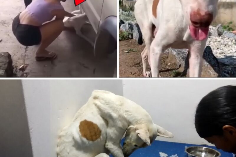 Ele não era bonito. Não mordia. Simplesmente baixou a cabeça e chorou, ao sentir bondade pela primeira vez na vida.