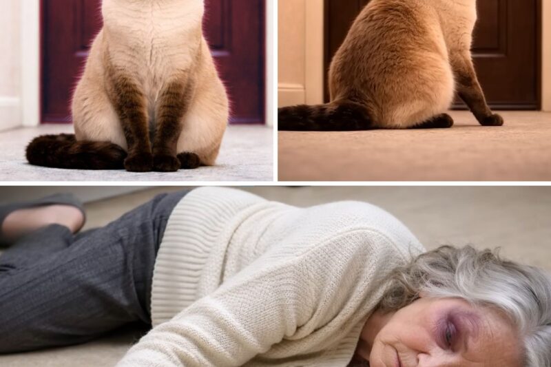 Ele alimentou um gato de rua durante dois anos — até que o gato o levou a uma porta trancada.