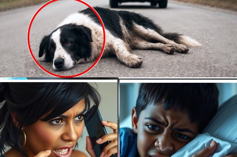 O Cão que Foi Abandonado para M0rrer: O Segredo Que Mudou Tudo