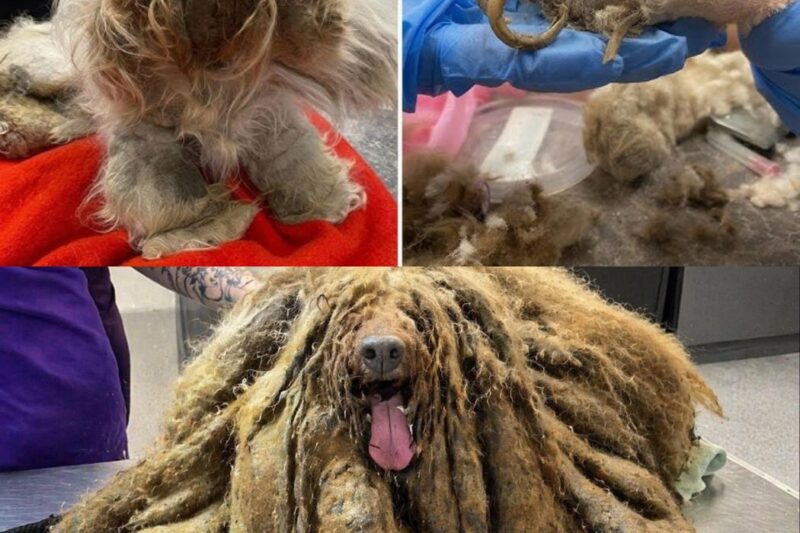 Negligenciado por quase 15 anos, preso em pelos emaranhados e sofrendo muito – a emocionante segunda chance de Scooby!  Ele não tinha nome. Apenas ossos, envoltos em dor. Era apenas uma pequena sombra, perdida no silêncio. Quatorze longos anos… esquecidos. Quatorze anos de silêncio. Sozinho, atrás de um portão enferrujado. Sem latido. Sem alegria. Sem esperança. Ele fora um poodle. Mas ninguém o reconheceria agora. Sua pelagem? Uma pesada prisão de nós e sujeira.  Seu corpo? Tão magro, tão frágil. Sua mente? Ainda viva… por um fio. Não tinha comida. Nem água. Nem amor. Só sofrimento. Só escuridão. Só espera. Até que um dia… Alguém ligou. Um anjo sem rosto. Uma voz anônima de esperança. E então – passos. Distintivos. Corações. A polícia à paisana do Ceará chegou. Encontraram-no ali. Deitado no concreto frio.  Coberto de sujeira. Coberto de feridas. Coberto de tristeza. Eles não podiam acreditar no que viam. Alguns choravam. Alguns ofegavam. Mas todos agiram rapidamente. Ele não rosnou. Ele não fugiu. Ele simplesmente olhou para cima… e abanou o rabo. Mesmo depois de tudo aquilo. Mesmo depois da traição. Ele ainda acreditava no amor.  Com cuidado, eles o levantaram. Ele era mais leve que um saco de farinha. Mas pesava uma dor inimaginável. Deram-lhe o nome de Scooby. Porque era isso que ele lhes dava. No veterinário, rasparam seu pelo. Por baixo, havia feridas. Cicatrizes. Lágrimas. Mas também – um coração pulsante.  Ele sobreviveu. Porque quis. Porque ainda tinha amor para dar. Foi enviado para o abrigo de animais da APA, onde anjos cuidaram dele.  Eles o abraçaram. Deram-lhe de comer. Cantaram para ele. Pela primeira vez, ele tinha uma cama macia. Uma tigela limpa. Um beijo na testa. E naquela noite, Scooby dormiu como um cachorrinho. Porque finalmente estava seguro.  O Scooby merece uma vida feliz para sempre. Este era o nosso pequeno Scooby em seu primeiro passeio. Ele está apenas aprendendo a aproveitar o começo de todas as coisas maravilhosas que temos para lhe oferecer. Ele vive cada dia como se fosse o último – tão amoroso, mas também um pouco ciumento, haha.  Ele ainda está usando a coleira porque arranha o olho e se machuca. Tentamos tirá-la, mas infelizmente ainda não é o momento certo. Ele está fazendo tratamento ocular. O Scooby ganhou um pouco de peso, está mais saudável e mais bonito.  Todos que o conhecem se apaixonam por ele. Scooby adora seus passeios noturnos tranquilos. As ruas silenciosas tornam seus passeios ao entardecer ainda mais especiais. Um dia com Scooby!  “Scooby se recusa a sair do carro!” Scooby passou por mais uma série de exames na clínica! Graças a Deus, está tudo bem. Ele só tem alguns dentes e, infelizmente, não pode mais comer ração seca – apenas comida pastosa. Alguém sentiu falta do Scooby? Nosso velhinho lutou tanto para ficar conosco.  Cada abanar de rabo dele conta uma história de esperança. Mandem amor para ele – ele merece cada momento de carinho. Obrigada a todos pelo apoio contínuo!