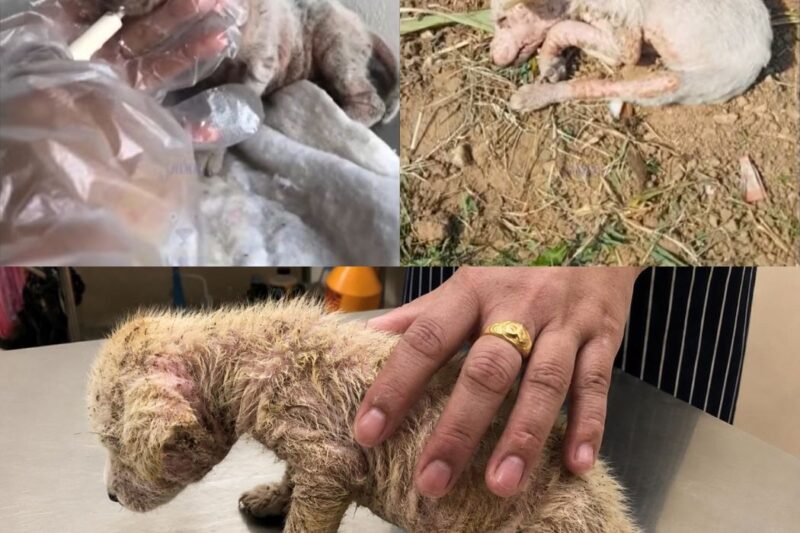 Ninguém o queria por causa da sarna, mas agora este cachorrinho que estava à beira da morte finalmente está sorrindo novamente!