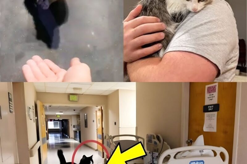 Sua família a abandonou, mas o que o gato fez é quase inacreditável.