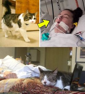 Um gato de um lar de idosos entra no quarto de uma mulher gravemente doente — o que acontece em seguida deixa o médico sem palavras!