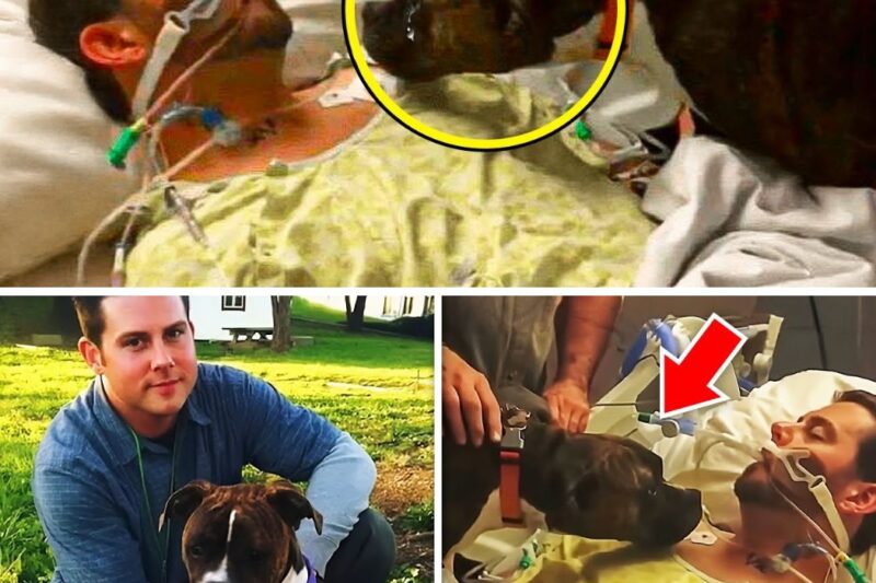 Um homem moribundo se despede de seu cachorro pela última vez – mas a reação do animal vai te comover até às lágrimas!