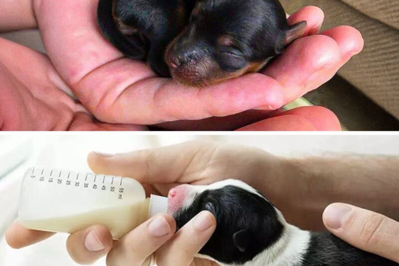 Ele pensou que tinha resgatado um cachorrinho de rua – um ano depois, não conseguia acreditar no que era.