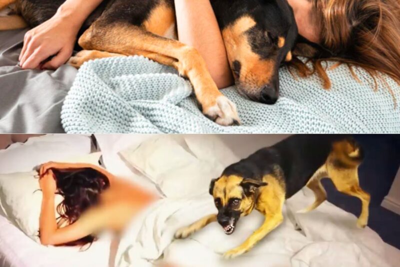 Ela dorme com seu cachorro todas as noites. Três meses depois, ela descobre algo terrível!