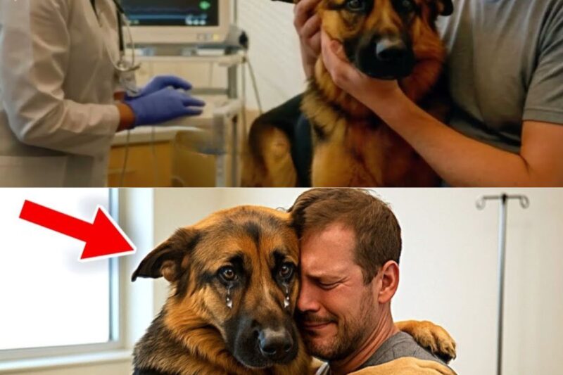 Cachorro moribundo abraça o dono antes de ser submetido à eutanásia – então o veterinário percebe algo incrível.