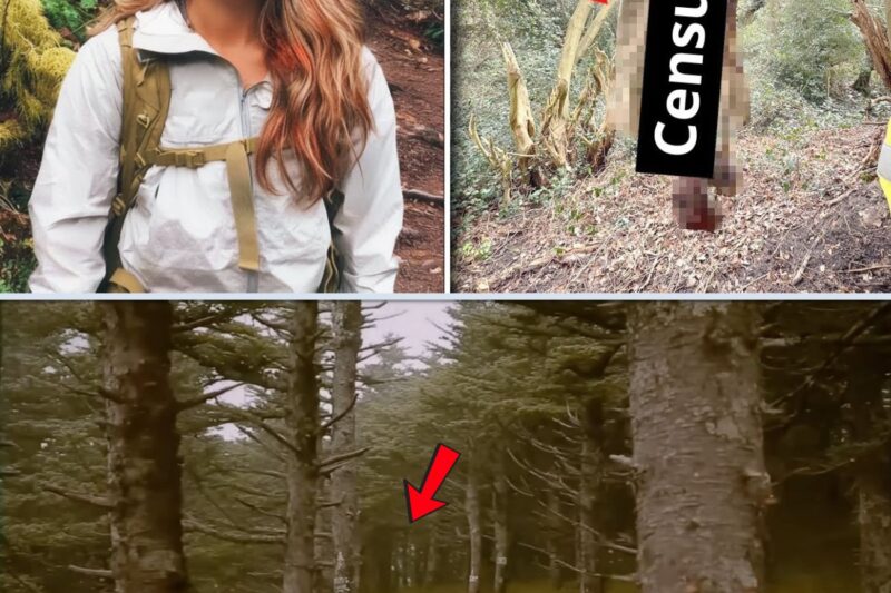 Mulher desaparece na trilha dos Apalaches — 1 ano depois é encontrada pendurada em uma árvore