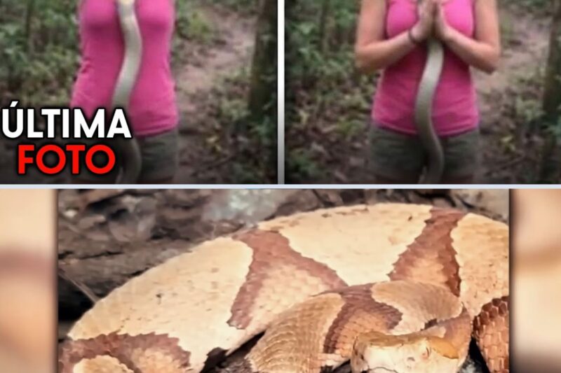 Os últimos minutos da TikToker Celeste Moreau: mordida fatal por visualizações!