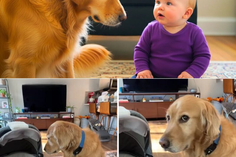 Se a câmera não tivesse gravado, não acreditaríamos no que esse cachorro fez com o bebê!