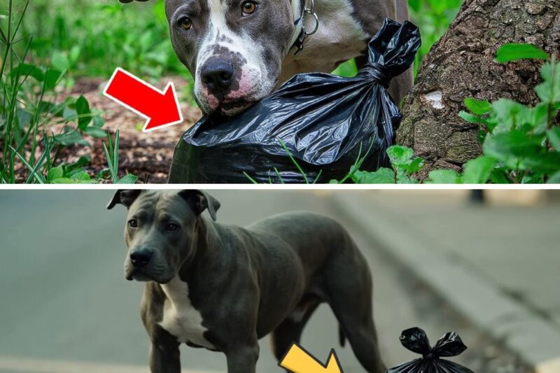 Um cachorro apavorado se recusa a sair de uma sacola por horas – um policial cai em lágrimas depois de olhar dentro dela!