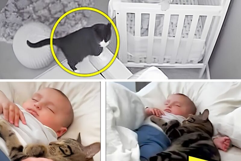 O gato não deixa o bebê em paz – quando os pais descobrem o motivo, chamam a polícia!