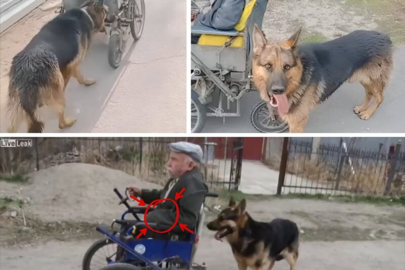 Homem com deficiência passeia com seu cachorro todas as manhãs, até que as pessoas descobrem que ele esconde um segredo inacreditável!