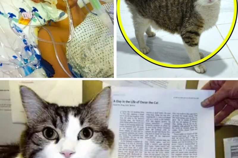 O gato foi levado para a casa do dono no hospital. O que aconteceu em seguida surpreendeu a todos!