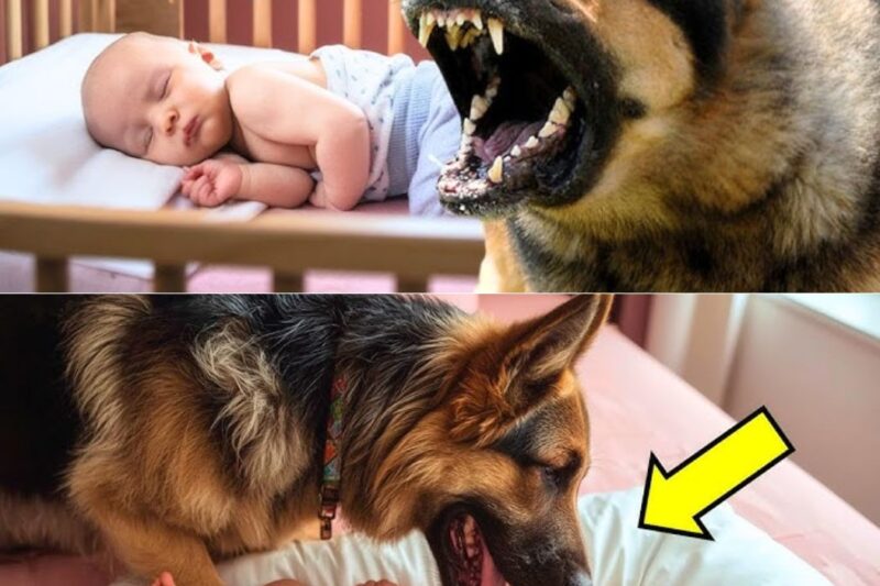 O cachorro rosnava para a criança todas as noites. Quando o pai descobriu o motivo, ficou horrorizado!