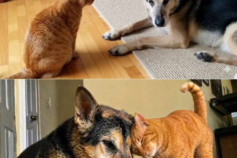 Ele perdeu a irmã e desistiu, então um corajoso gato laranja tentou.