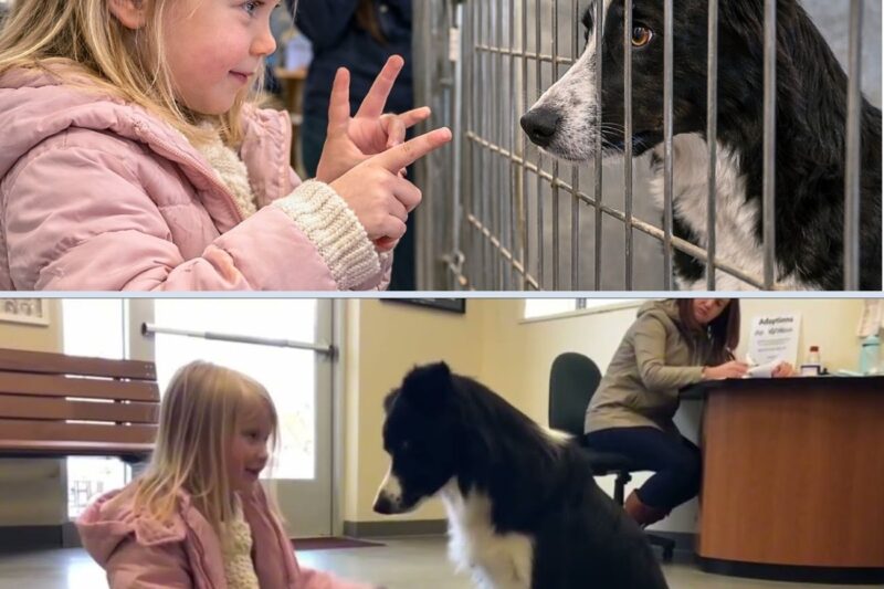 Uma menina que não conseguia falar olhou para aquele cachorro adotado… O que aconteceu em seguida deixou todos sem palavras.