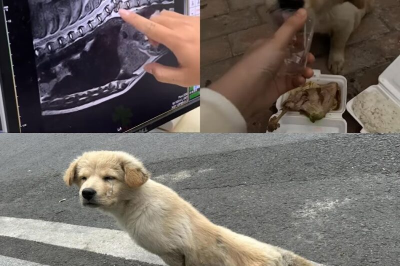“Ninguém Parou para Ajudar o Filhote Que Arrastrava o Corpo Quebrado… Até Este Estranho Aparecer!”