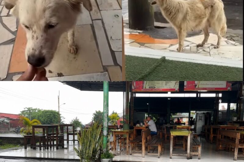 Segui uma Cadela Faminta Durante Horas… O Que Encontrei Quebrou Meu Coração para Sempre