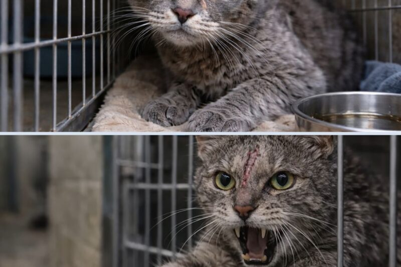 Ninguém queria adotar esse gato – até que um voluntário notou algo.
