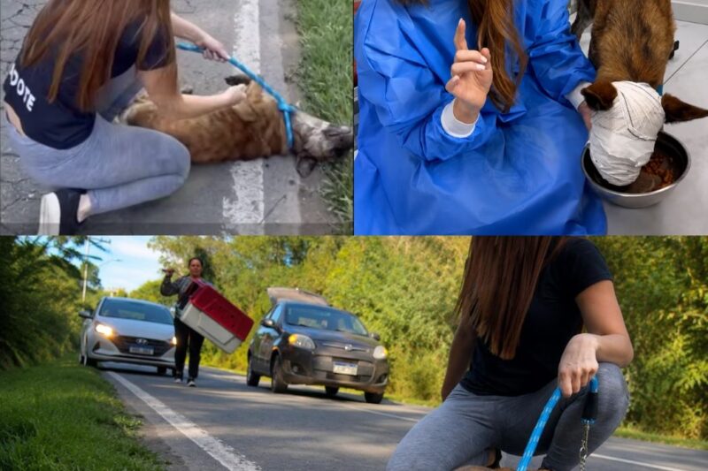Os socorristas choraram ao encontrar este cão cego vivo, com o rosto devorado por larvas!