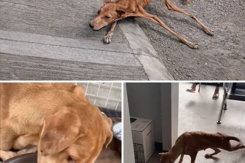 Depois de tantas vezes ter sido rejeitada, a fome a fez se curvar… Ela chorou ao fazer sua primeira refeição!
